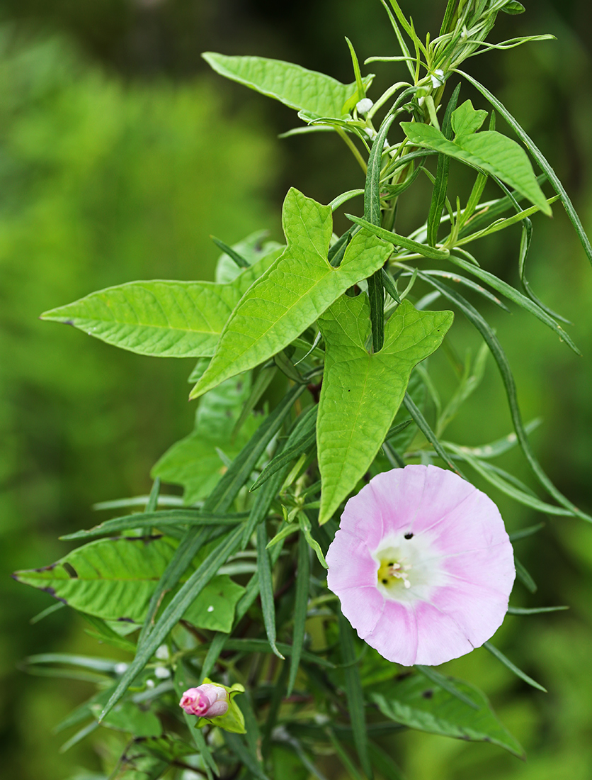 Изображение особи Calystegia subvolubilis.