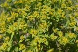 genus Euphorbia. Верхушка цветущего растения. Турция, ил Ван, 4 км на ЮВ от дер. Айдынлар, залежь. 21 мая 2025 г.