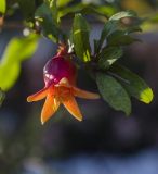 Punica granatum