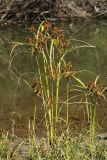 Cyperus glomeratus. Плодоносящие растения. Приморский край, Октябрьский р-н, окр. с. Чернятино, дол. р. Раздольная на левом берегу, пойма, на илистой отмели. 08.09.2025.