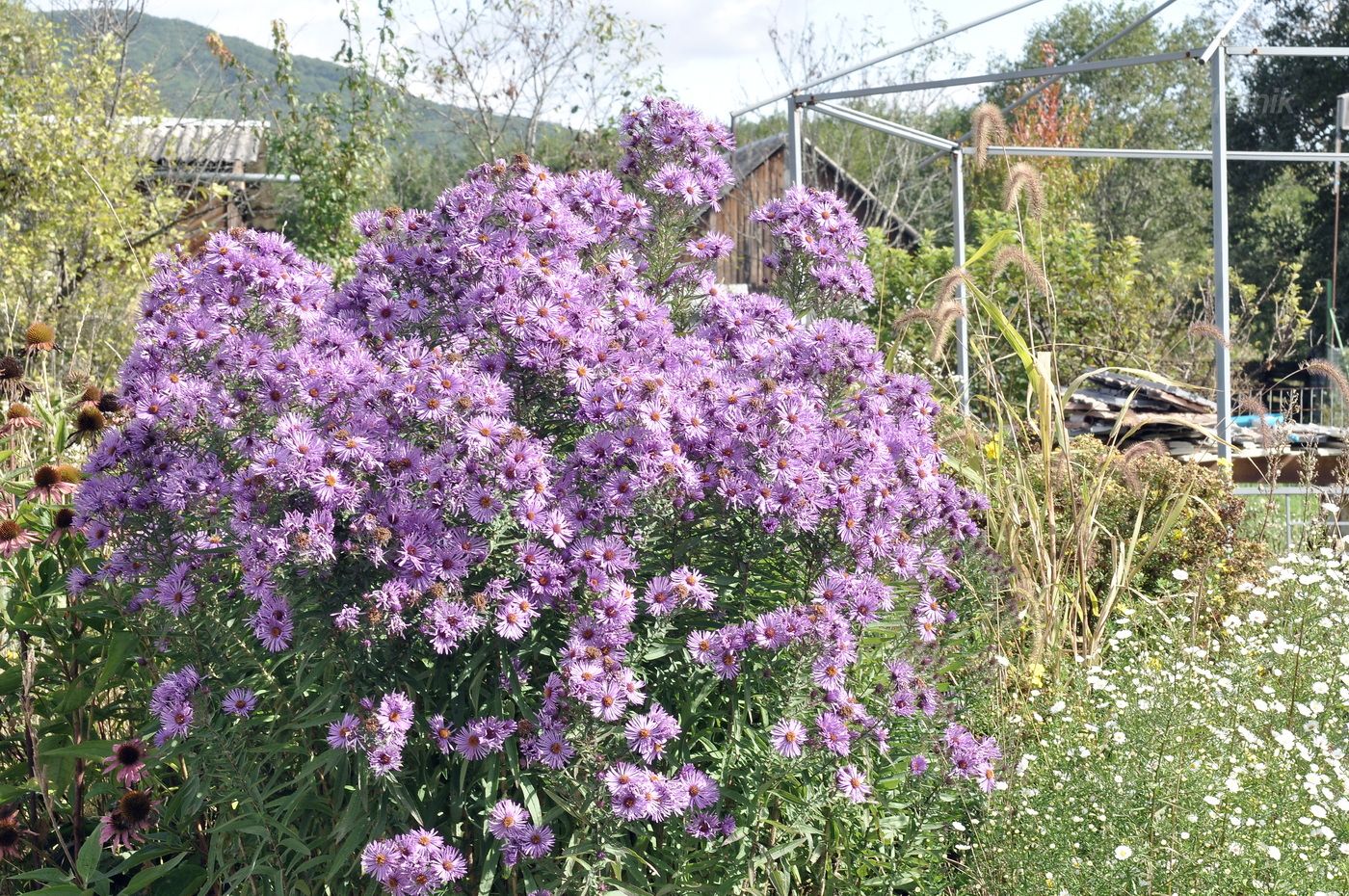 Image of Symphyotrichum novae-angliae specimen.