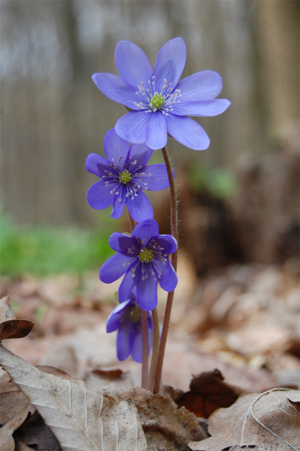 Изображение особи Hepatica nobilis.