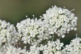 семейство Apiaceae