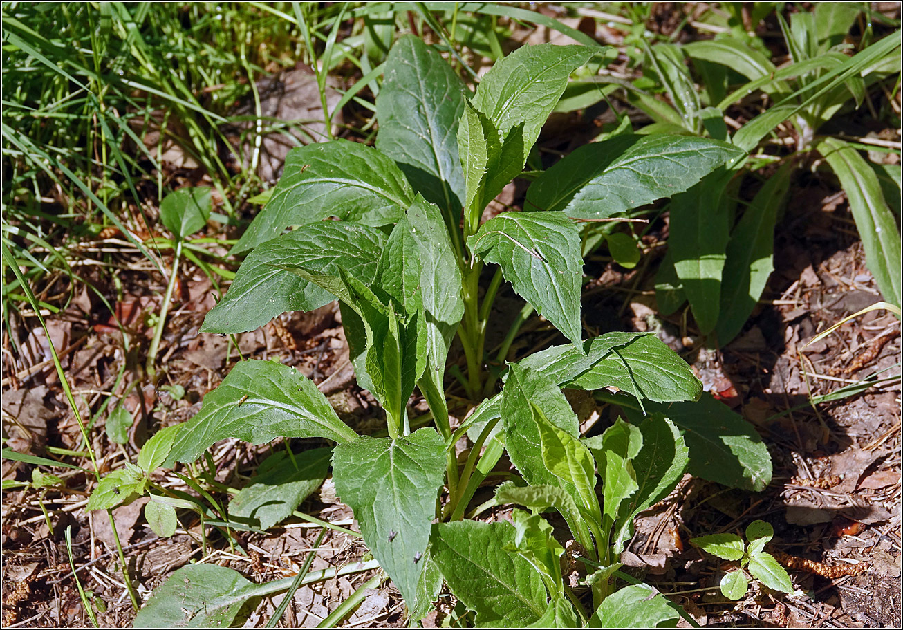 Изображение особи Solidago virgaurea.
