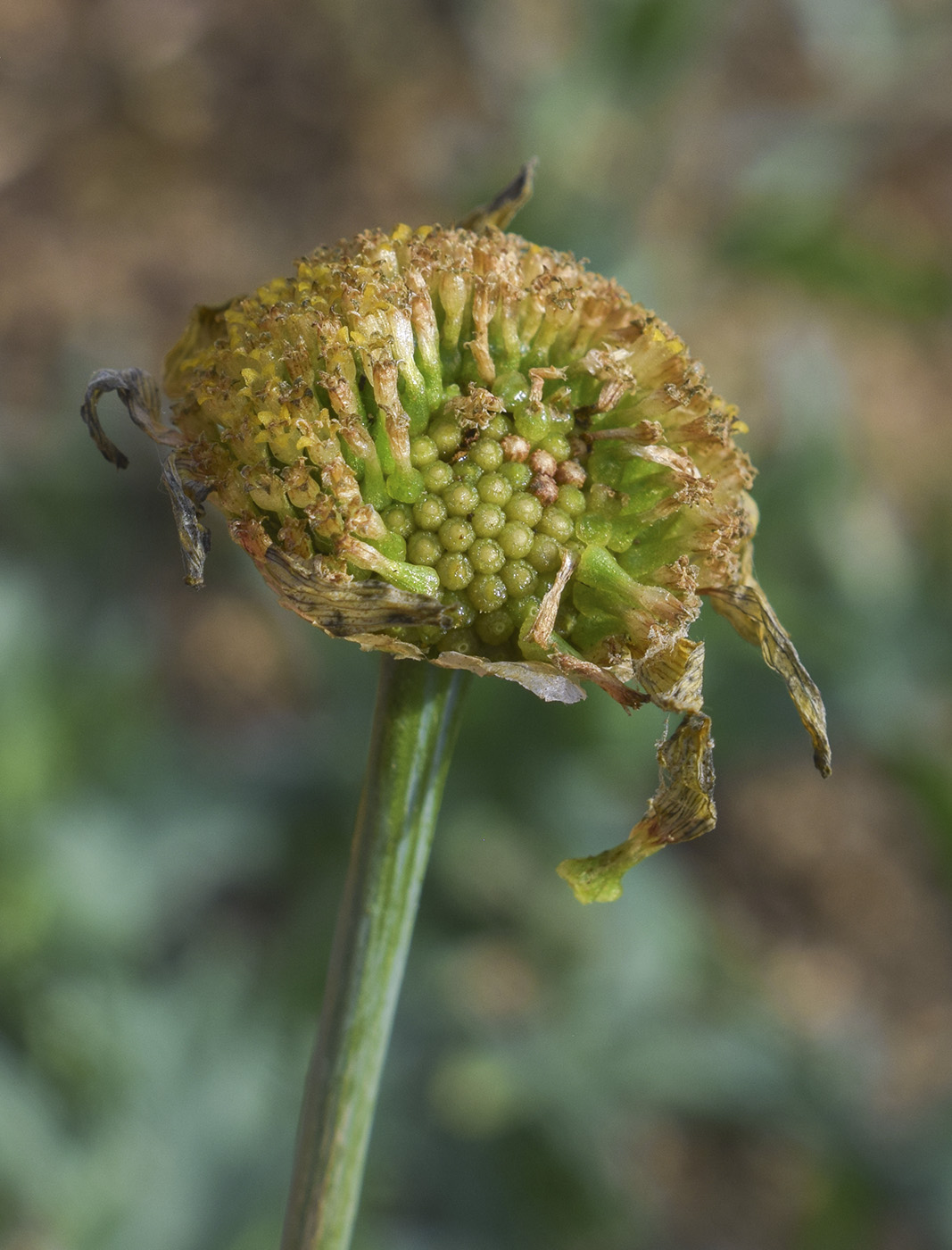 Image of Glebionis segetum specimen.