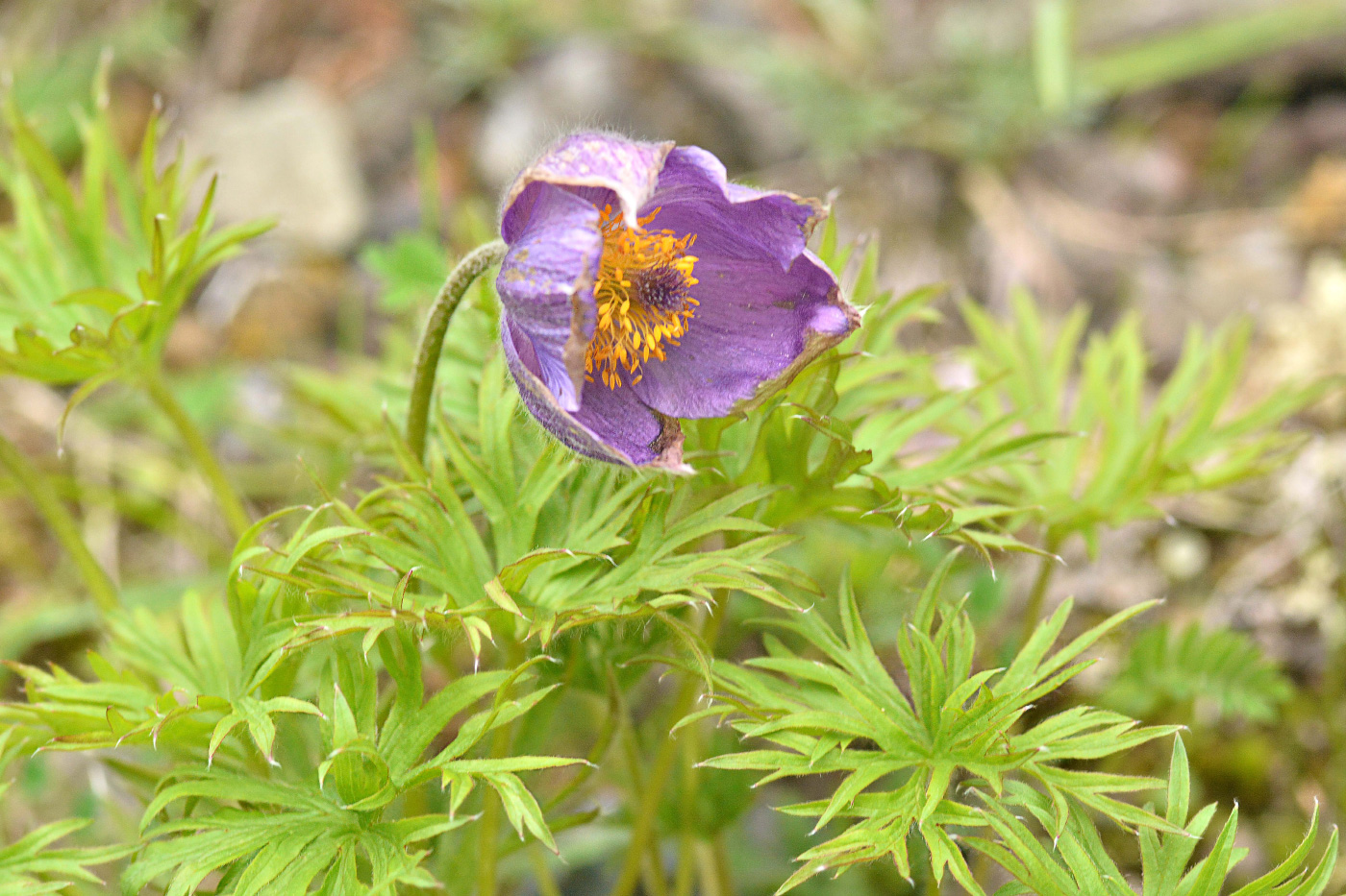 Image of Pulsatilla multifida specimen.