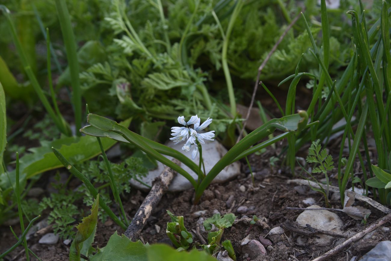 Изображение особи Puschkinia scilloides.