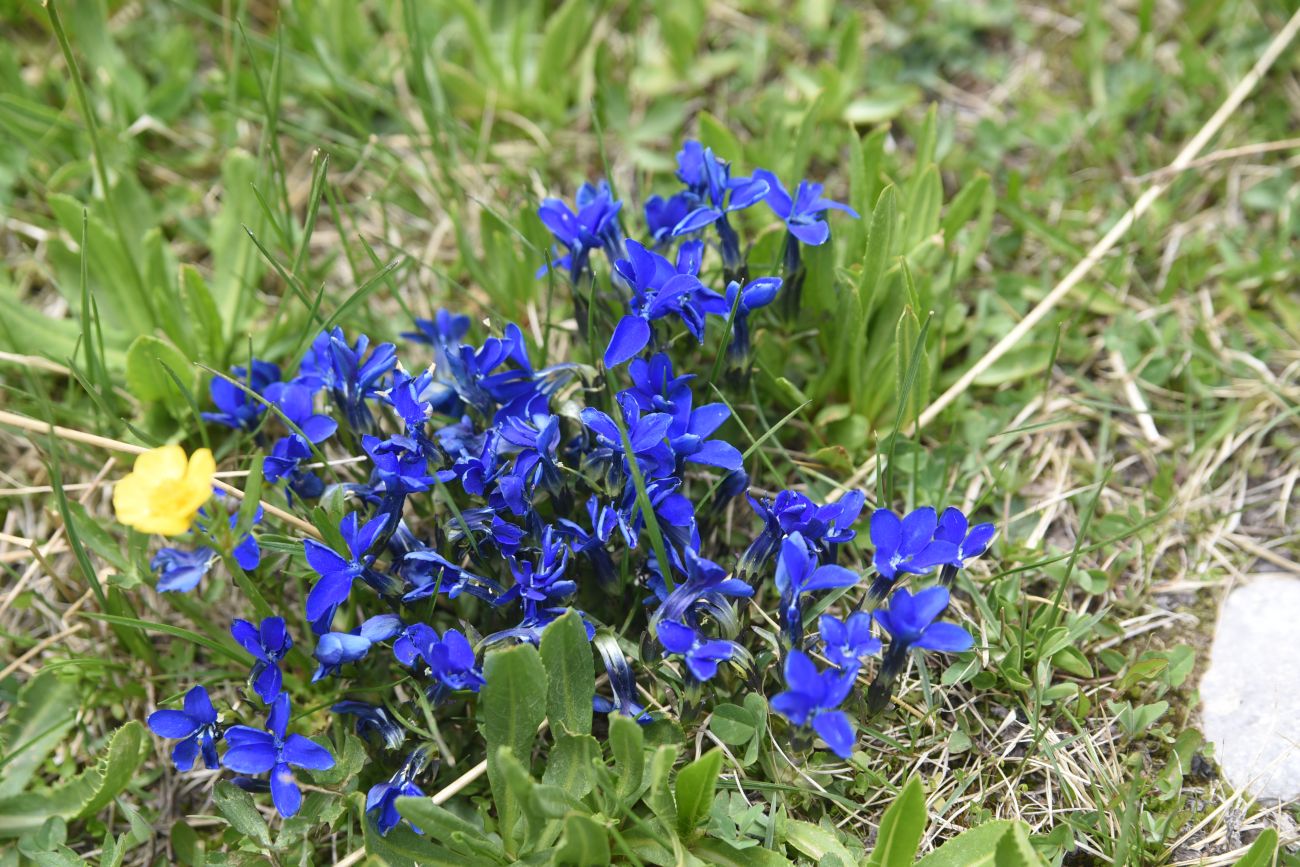 Image of genus Gentiana specimen.