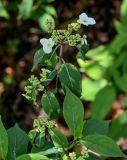 View full-size image Hydrangea chinensis