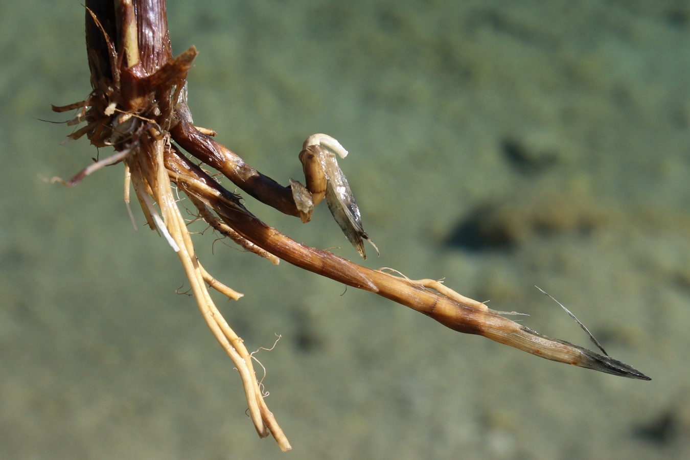 Изображение особи Carex diandra.