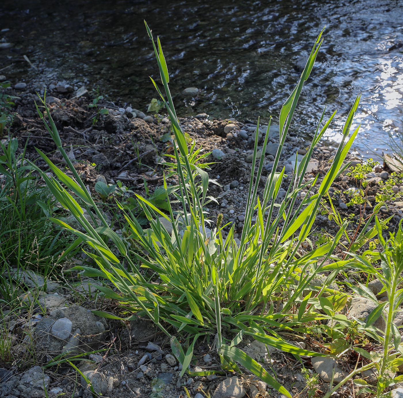 Изображение особи Holcus lanatus.