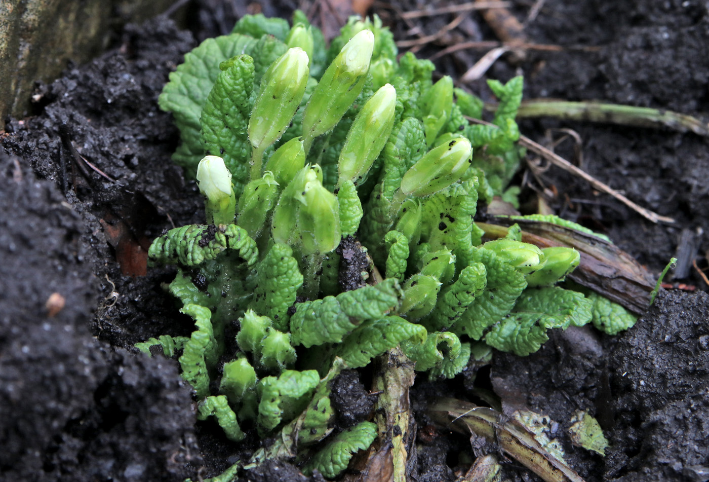 Image of Primula vulgaris specimen.