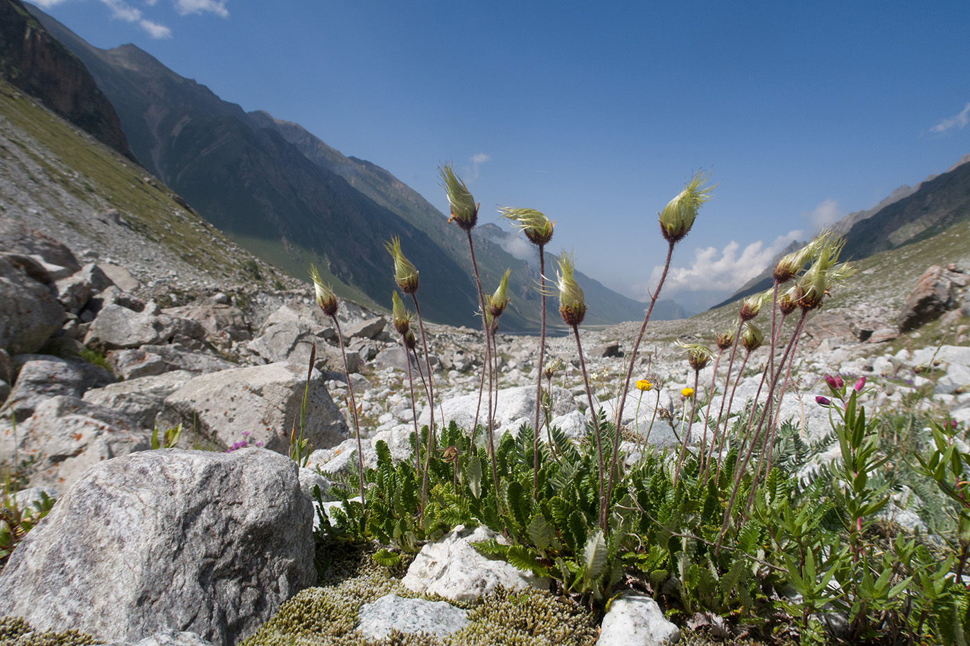 Image of Dryas caucasica specimen.