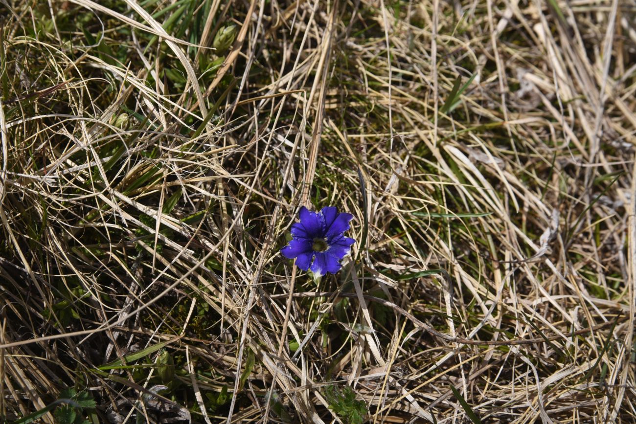 Изображение особи род Gentiana.