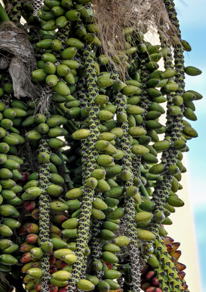 Image of Howea forsteriana specimen.