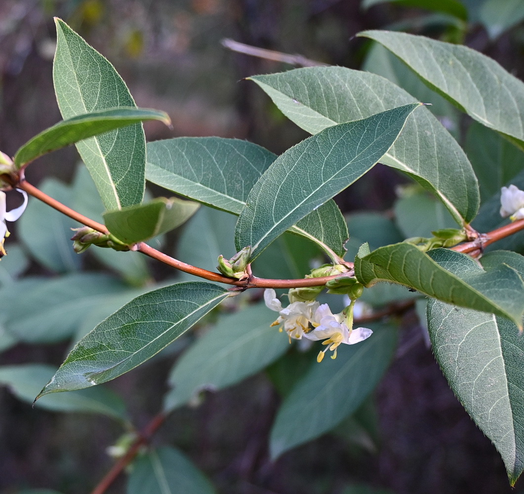 Изображение особи род Lonicera.