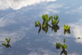Menyanthes trifoliata. Верхушки листьев. Мурманск, экотропа \"Беличий хвост\", оз. Глухое, в воде у берега. 21.09.2025.