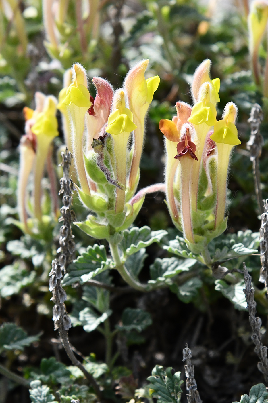Изображение особи Scutellaria oxystegia.