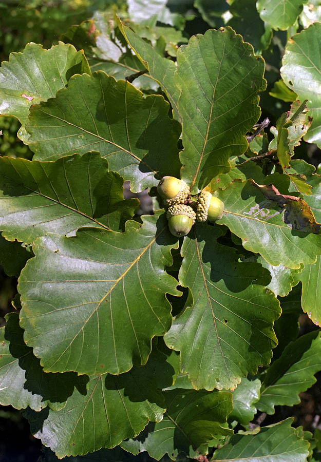 Изображение особи Quercus mongolica.