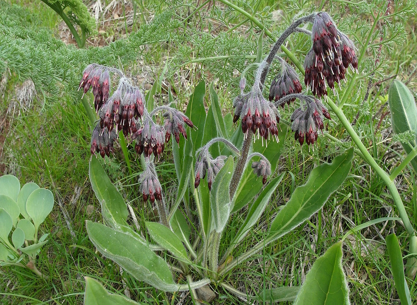 Image of Rindera oblongifolia specimen.
