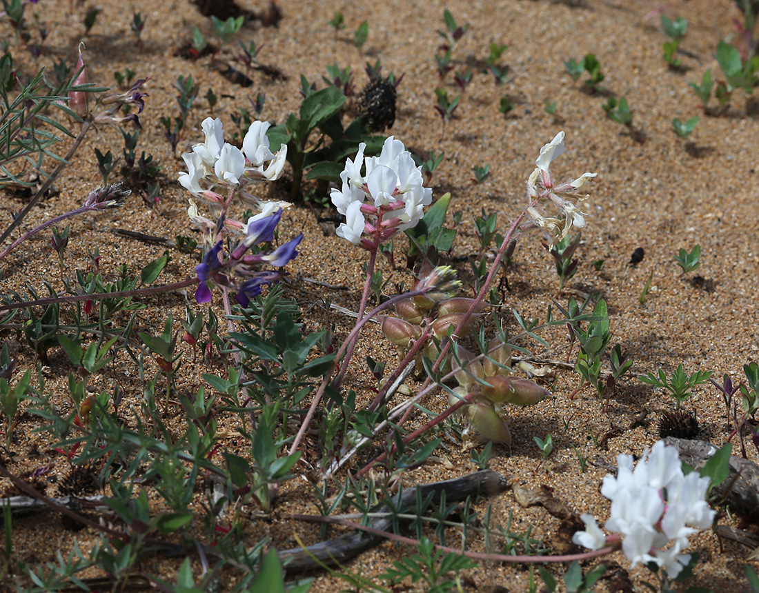 Image of Oxytropis hailarensis specimen.