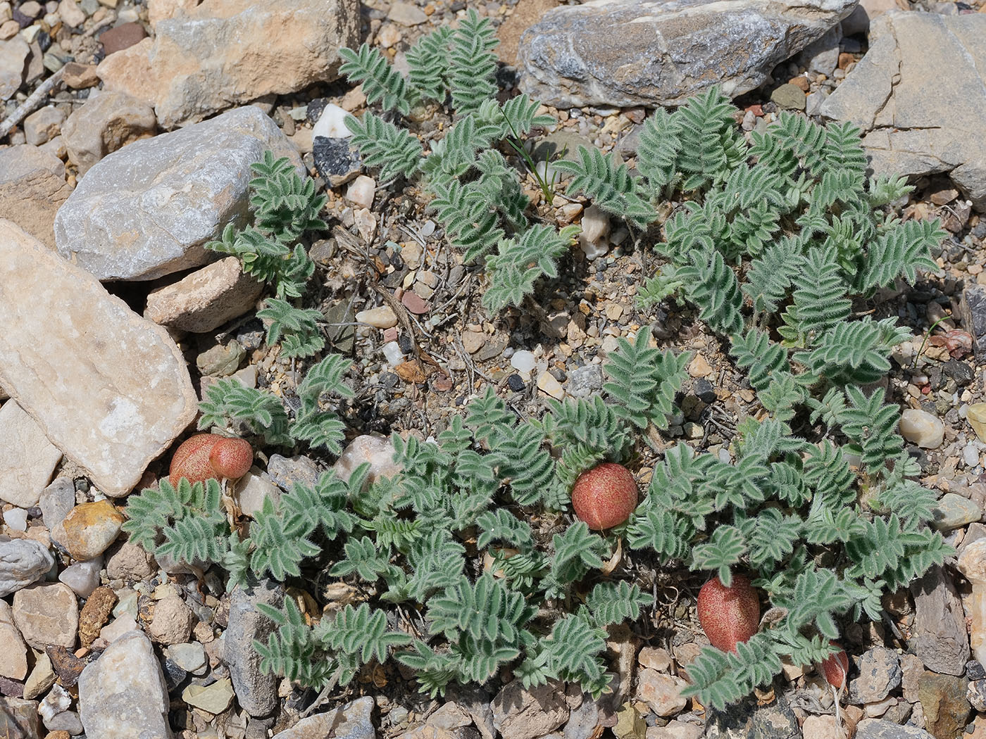 Image of Astragalus lasiophyllus specimen.