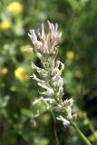 Astragalus platyphyllus. Соцветие. Кыргызстан, Чуйская обл., Жайылский р-н, Сусамырская дол., ок. 3 км к СВ от с. Суусамыр, ок. 2300 м н.у.м., каменистый луговой склон, разнотравное сообщество. 06.07.2026.