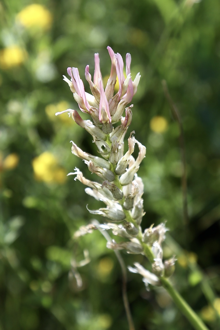 Image of Astragalus platyphyllus specimen.