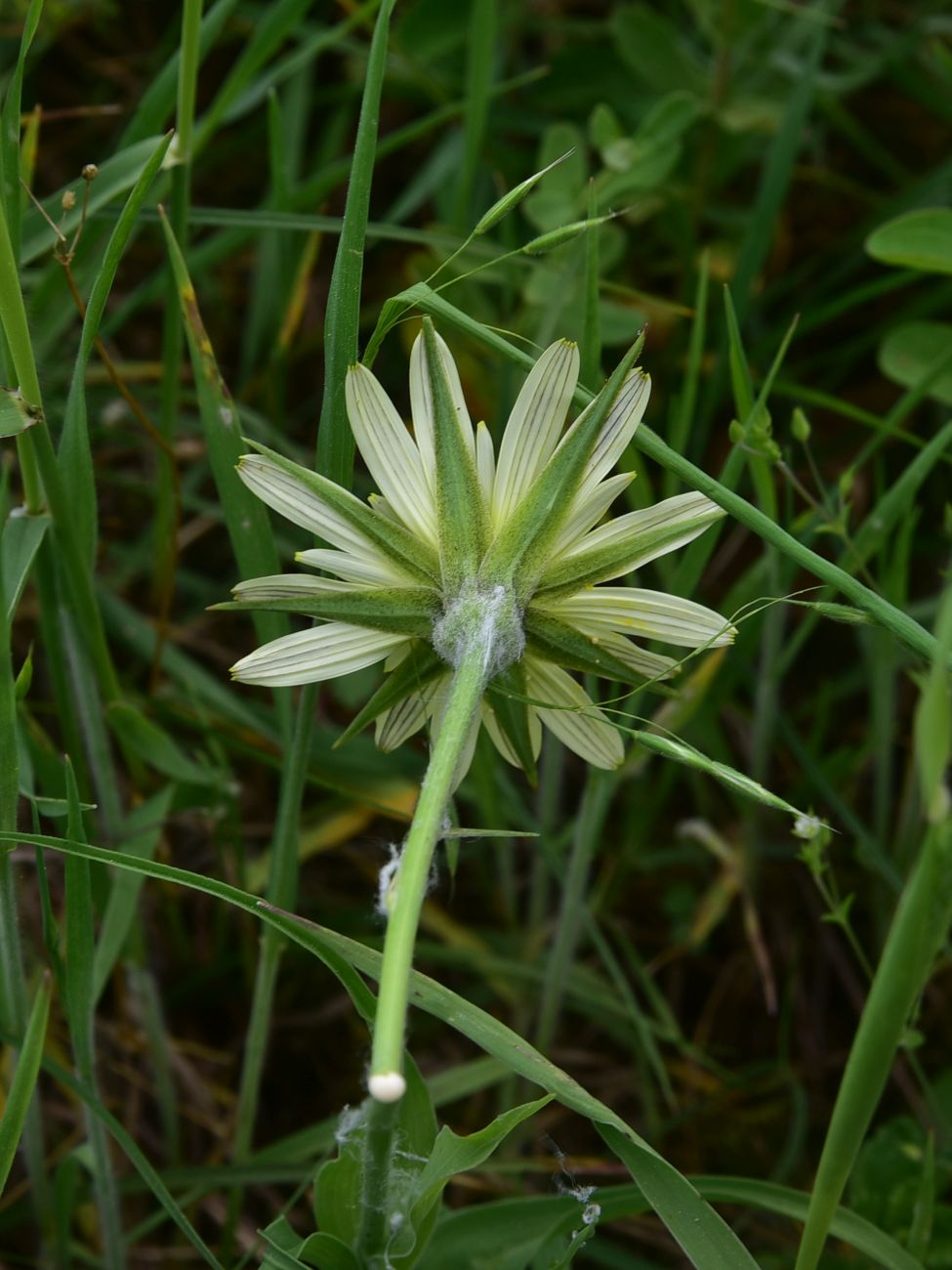 Image of Tragopogon graminifolius specimen.