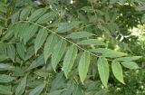 Juglans nigra