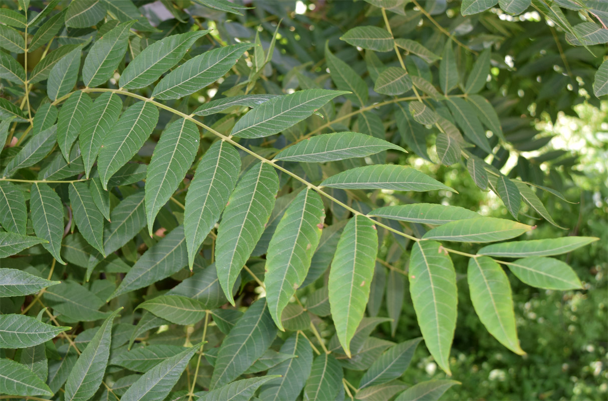 Image of Juglans nigra specimen.