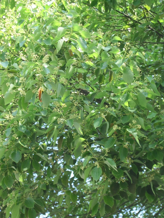 Image of genus Cinnamomum specimen.