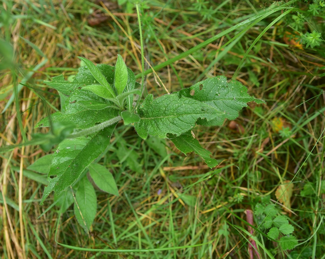 Image of Knautia arvensis specimen.