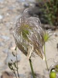 Clematis tangutica