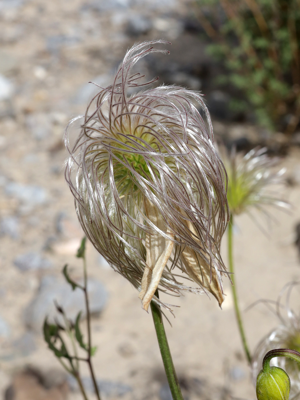 Изображение особи Clematis tangutica.