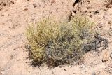 Salsola dzhungarica. Плодоносящее растение. Казахстан, Алматинская обл., нац. парк \"Чарын\", пестроцветный сухой щебнистый склон. 18 сентября 2026 г.