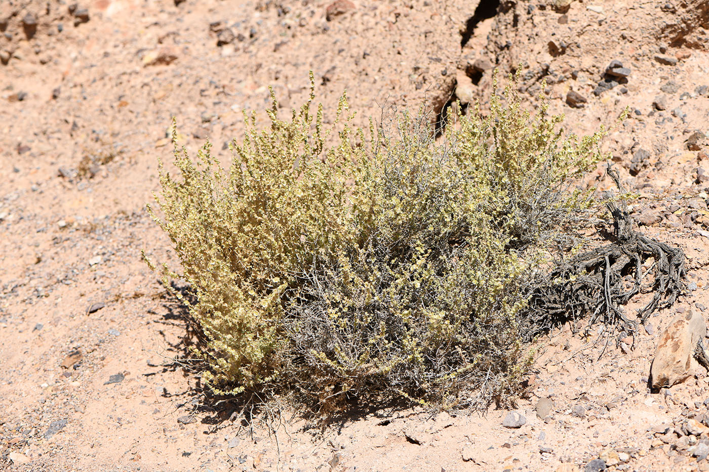 Image of Salsola dzhungarica specimen.