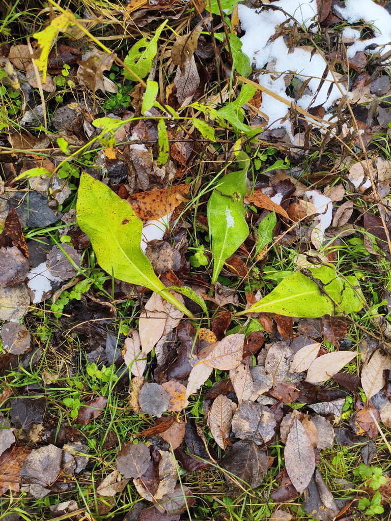 Image of Unknown species specimen.