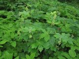 Geranium phaeum. Расцветающие растения. Украина, Львов, Стрыйский парк. 9 мая 2008 г.