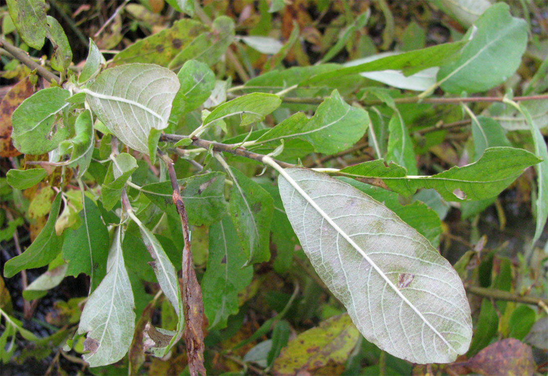 Изображение особи Salix cinerea.