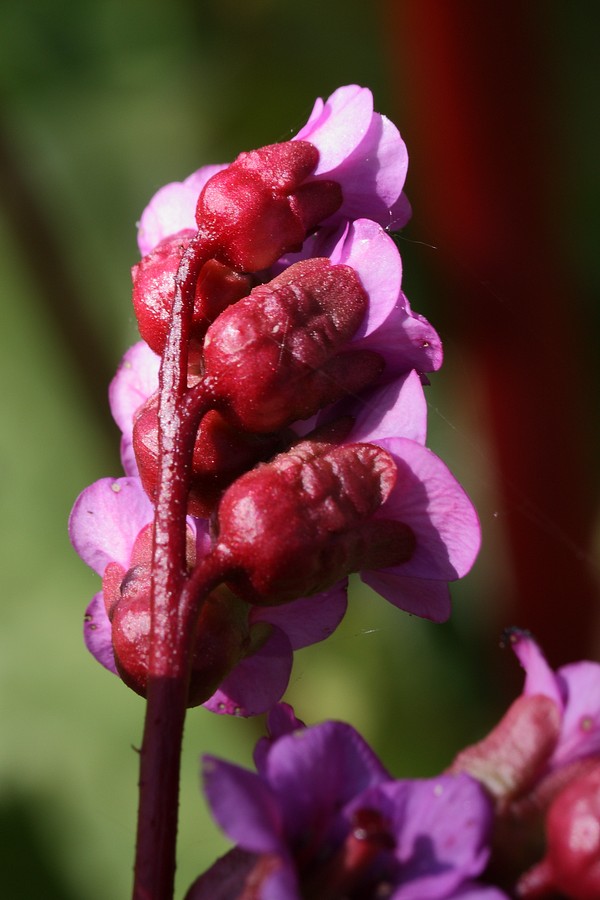 Image of Bergenia crassifolia specimen.
