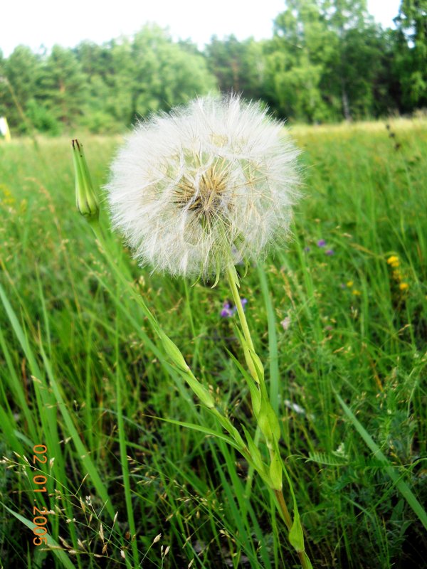 Image of Tragopogon orientalis specimen.