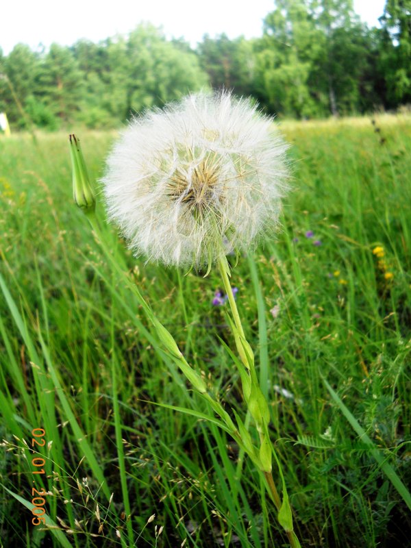 Изображение особи Tragopogon orientalis.