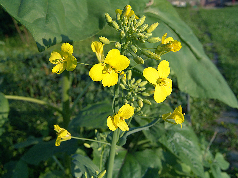 Image of Brassica napus specimen.