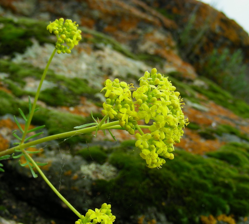 Image of Patrinia intermedia specimen.