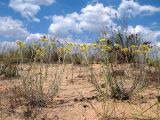 Helichrysum arenarium