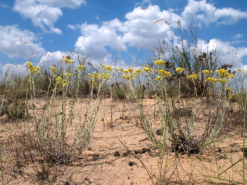 Image of Helichrysum arenarium specimen.
