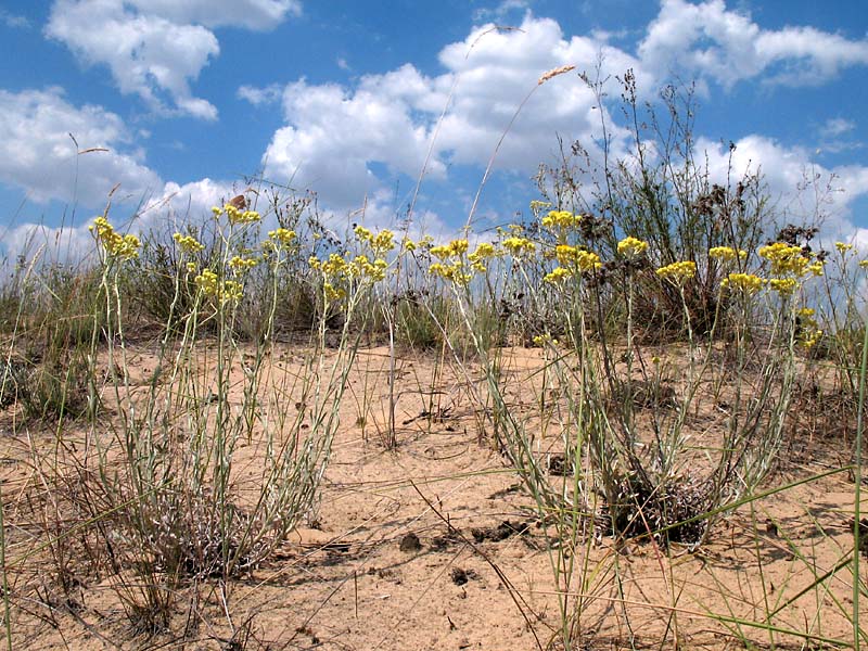 Изображение особи Helichrysum arenarium.