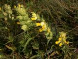 Rhinanthus vernalis. Цветущие растения. Крым, опушка леса возле вершины Ай-Петри. 8 июля 2011 г.