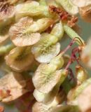 Rumex thyrsiflorus